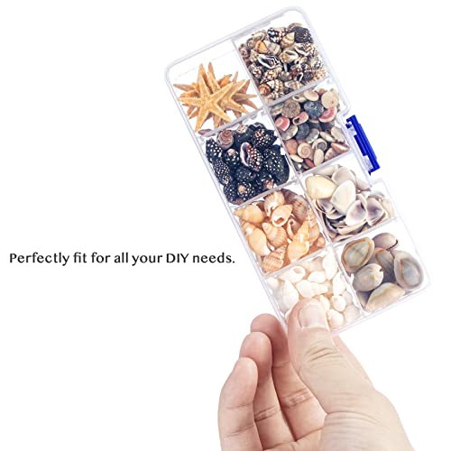 Premium Tiny Seashell Mix, Including Sea Shells, Sea Snails and Starfish total 300+PCS (8 Kinds), Shells for Crafts Decorating Resin and Mosaics Projects DIY Crafts Home Decor Beach Themed Party