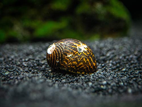 Aquatic Arts 20 Live B-Grade Nerite Snails | Freshwater Aquarium Control / Clearer | Safe in Tetra/Guppy/Betta Tanks - size: 20-SNAILS