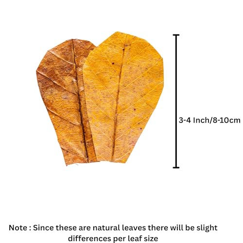 80 Pcs Dried Catappa Indian Almond Ketapang Leaves, Betta Fin Rot Treatment, 4” Betta Fish Tank Accessories, Leaf Litter for Goldfish, Guppy,Frogs,Tetras - Supports Breeding