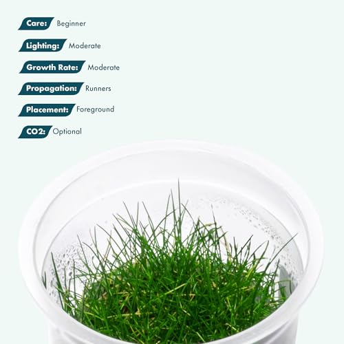 SubstrateSource Live Plant - Dwarf Hairgrass Eleocharis Belem Tissue Culture Aquatic Live Aquarium Plant - 100% Snail Free in Vitro Cup (Dwarf Hairgrass) - color: Dwarf Hairgrass Eleocharis Belem