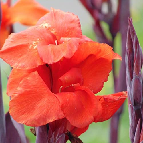 Chalily Canna ‘Australia’, a Great Live Pond Plant for Your Water Garden. Filters The koi and Goldfish Pond. Good for Bogs, Plant Shelf or Shallow Water This marginal Aquatic is a Real Beauty - color: Canna 'Australia'