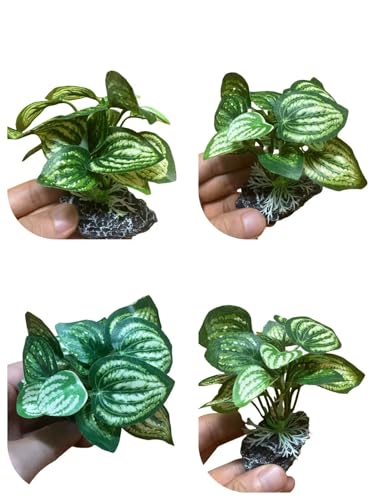 JGbaby Artificial Aquarium Plants,Fish Tank Decorations Betta Leaf Hammock 4in Realistic Silk & Plastic Plants, Hideout Decor for Betta. Goldfish,Reptiles,Small Tanks (Green Type-C) - color: Green Type-c, size: 4 inches