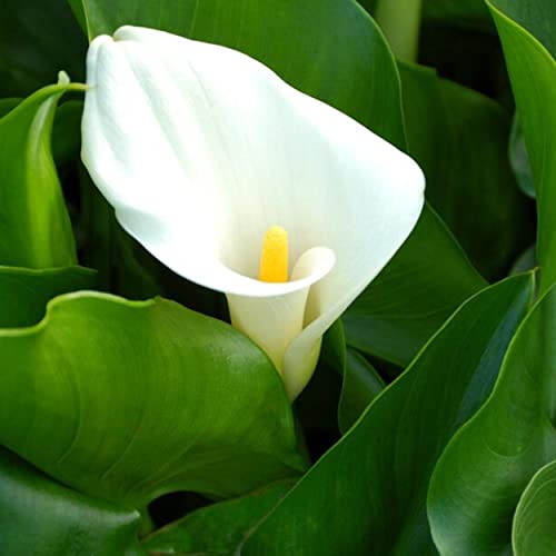 Calla Lily, a Great Live Pond Plant for Your Water Garden. Filters koi and Goldfish Ponds. Good for Bogs, Plant Shelf or Shallow Water This marginal Aquatic is a Real Beauty - color: Calla Lily