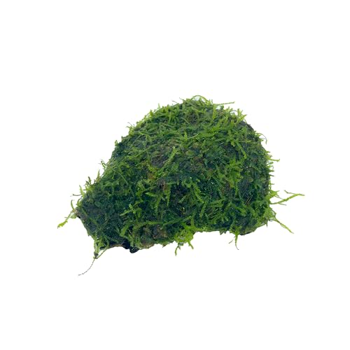 Java Moss Freshwater Live Aquarium Plants on Driftwood Perfect Natural Decor Fish Tank Decoration