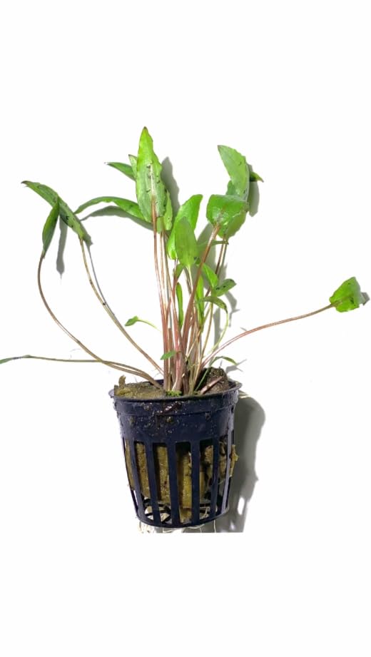 Marcus Fish Tanks - 3X Cryptocoryne Wendtii Green Pots Crypt Wendtii Easy Live Aquarium Plants for Aquatic Freshwater Fish Tank