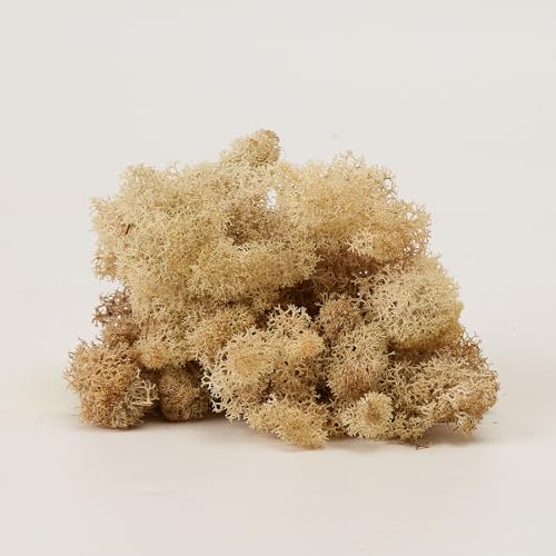Preserved Reindeer Moss Natural Green DIY Kit Gardenning Art Wall Decor Florist Decor Easter Table Decor Wedding - color: White-01, size: 0.85 lb