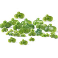 Skrfren 36 Pack Artificial Mini Duckweed with Root, Artificial Floating Plant Plastic Aquarium Simulation Floating Plants for Aquarium Tank Decor