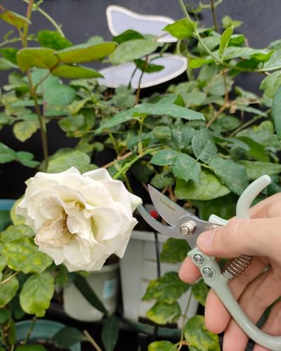 Fondwell 6" Gardening Shears Hand Pruners: Lightweight Garden Trimmers with Bypass Blades - Reliable Bonsai Cutters for Small Plants - style: 6" Curved
