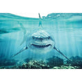 Haoyiyi 7x5ft Underwater Shark Backdrop Deep Under Sea Seabed World Great White Shark Aquarium Photography Background Baby Boy Birthday Celebration Theme Party Kid Diver Portrait Photo Studio Props
