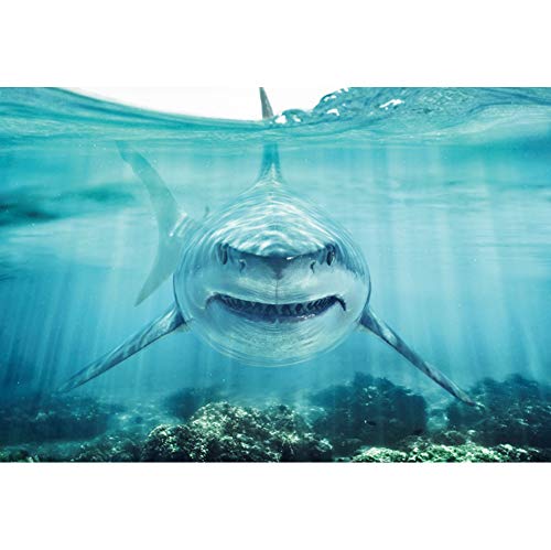 Haoyiyi 7x5ft Underwater Shark Backdrop Deep Under Sea Seabed World Great White Shark Aquarium Photography Background Baby Boy Birthday Celebration Theme Party Kid Diver Portrait Photo Studio Props
