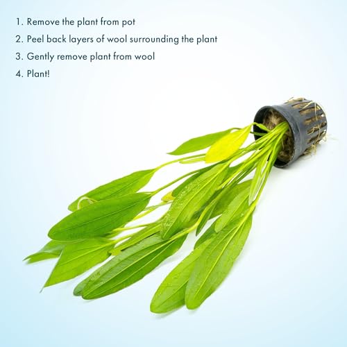 SubstrateSource Echinodorus Red Devil Sword Live Plant for Freshwater Aquariums, Natural Fish Tank Decorations, and Aquatic Decor (1 Pot (2-3 Plants)) - color: Ech. Red Devil, size: 1 Pot