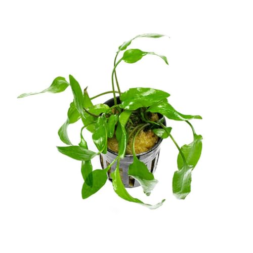 SubstrateSource Cryptocoryne Live Aquarium Plants - Freshwater Plant for Aquariums, Planted Fish Tanks - Beginner Friendly (Willisii, 1 Pot (3-5 Plants)) - color: Willisi, size: Pot