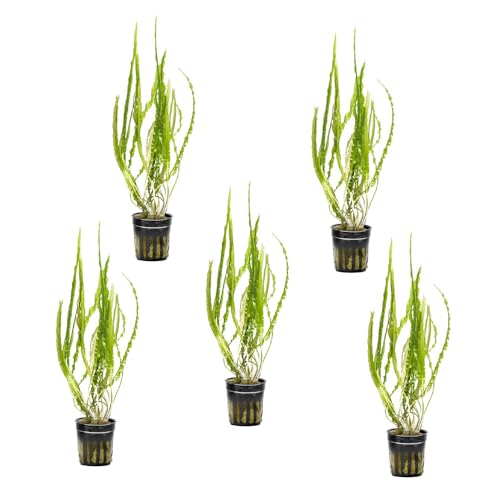 SubstrateSource Cryptocoryne Live Aquarium Plants - Freshwater Plant for Aquariums, Planted Fish Tanks - Beginner Friendly (Balansae, 5 Pots (20-25 Plants)) - color: Balansae, size: 5 Pots