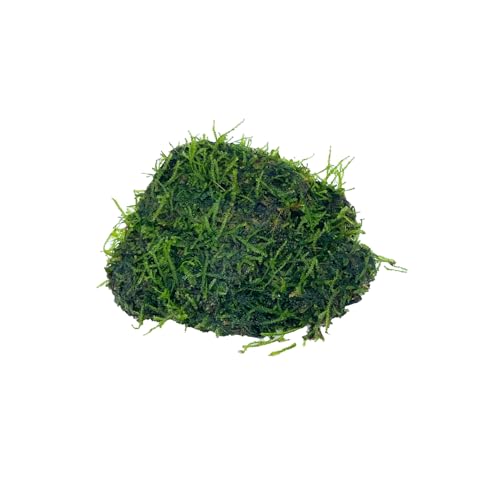 Java Moss Freshwater Live Aquarium Plants on Driftwood Perfect Natural Decor Fish Tank Decoration