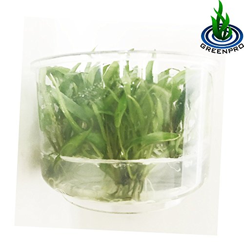 (Crytocoryne Wendtii Green Gecko) Live Aquarium Plants in Tissue Culture Cup Anubias, Cryptocoryne, Bucephalandra, Piptospatha Ridleyi and More 100% Pest Snail and Algae Free