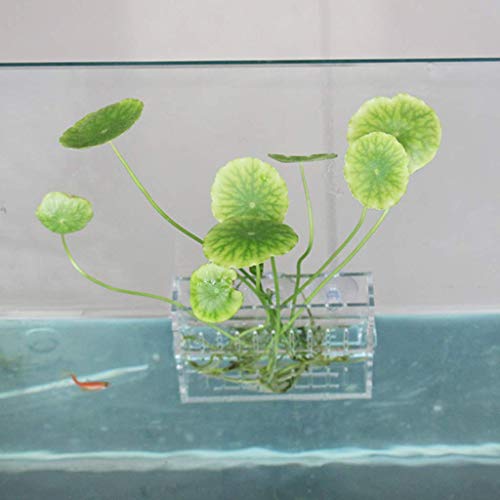 Acrylic Aquatic Plant Cup Grass Holder Aquarium Fish Tank Plants Pot