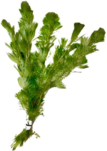 3X Green Cabomba Caroliniana Live Aquarium Plants for Aquatic Freshwater Fish Tank