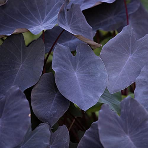 ‘Black Magic’ Taro, a Great Live Pond Plant for Your Water Garden. Filters The koi and Goldfish Pond. Good for Bogs, Plant Shelf or Shallow Water This marginal Aquatic is a Real Beauty - color: Black Magic Taro