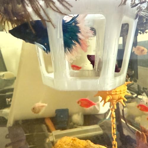 HOZOE Aquarium Betta Hammock, Betta Hideout & Cave, Floating Feeding Ring for Fish and Shrimp, Aquarium Floating Decoration Accessory (Translucent Color) - color: Translucent color