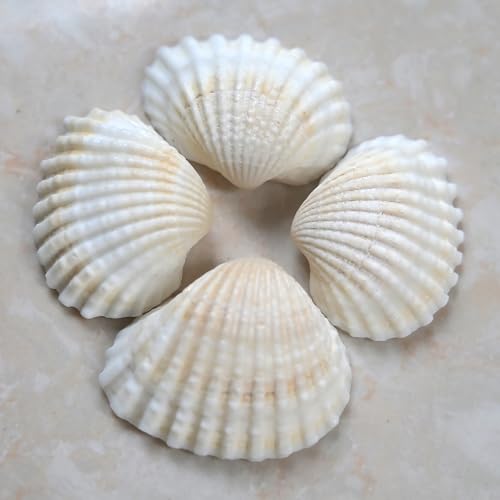 Small Seashell for Craft, Natural White Clam Sea Shells, DIY Assortment, Tiny Shell, Ocean-Themed Decorations, Fish Tank Plant Gravel, Party Wedding Home Decor Vase Filler, 200pcs
