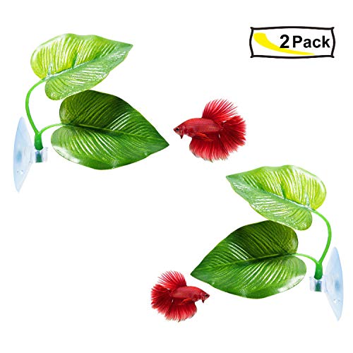 CousDUoBe 2 Pack Betta Fish Leaf Pad Improves Betta's Health by Simulating the Natural Habitat - Natural, Organic, Comfortable Rest Area for Fish Aquarium Ornaments - size: 2 Pack