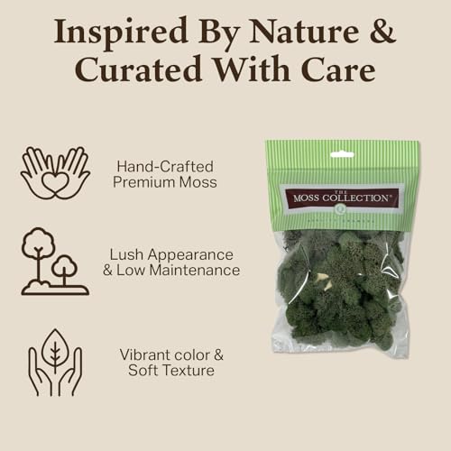 Preserved Reindeer Moss - Moss for Crafts, Home Decor, Art, Design & DIY Projects - Non-Toxic - USA Made (Basil, Small) - color: Basil, size: Small
