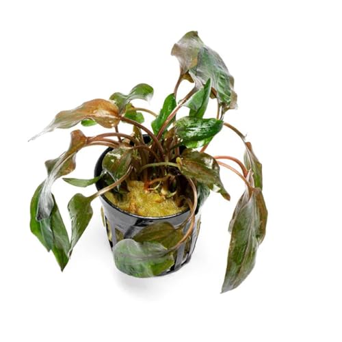 SubstrateSource Live Plants - Cryptocoryne Wendtii 'Florida Sunset' (Cryptocoryne wendtii) - Medium to High Light, Pink-White Accent for Midground Freshwater Aquarium Aquascaping - Pot - color: Florida Sunset, size: Pot