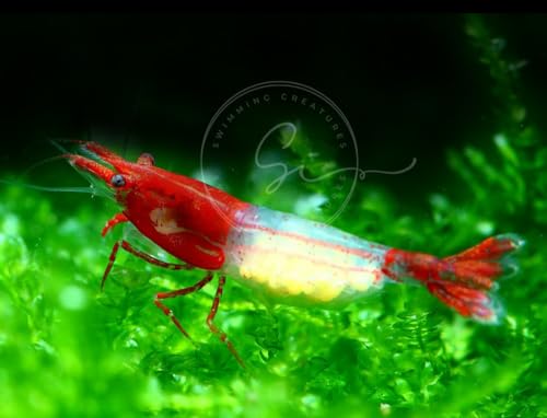 Swimming Creatures 10 RED Rili Premium Quality Neocaridina Shrimps with 3 Assorted Mystery Snails, Freshwater Aquarium, 100% Live Arrival Guarantee