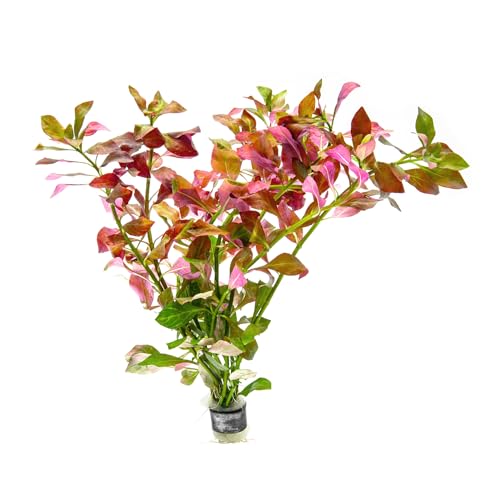 SubstrateSource Live Plant - Ludwigia Ovalis - Easy Care, Moderate to High Light, Green to Orange Accent, Freshwater Aquatic Plant for Aquascaping - Lead Bunch - color: Ludwigia Ovalis, size: Lead Bunch - 1 Pack