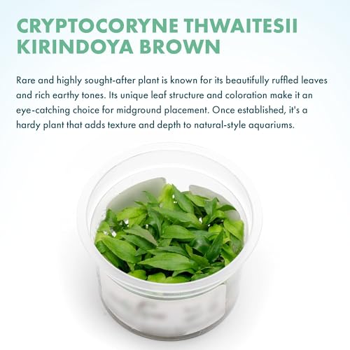 SubstrateSource Live Plants - Kirindoya Brown Crypt (Cryptocoryne thwaitesii 'Kirindoya') - Low to Moderate Light, Olive-Brown Accent, Midground Placement - Rosette Growth - Tissue Culture - 1 Pack - color: Cryptocoryne Thwaitesii Kirindoya Brown