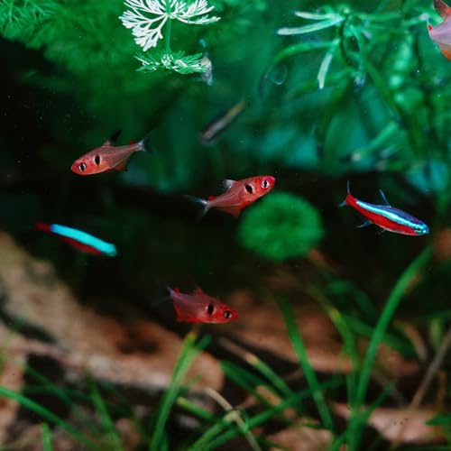 Slim Aquarium Filter 42 GPH Small Fish Tank Filter for 2.5 to 5 Gallon Tanks, Adjustable Flow Pre-Filter Sponge for Betta, Shrimp, Turtle Nano Reef Ideal Fish Tank Pump