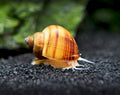 Aquatic Arts 3 Live Albino Mystery Snails | Freshwater Aquarium Species | Safe in Tetra/Guppy/Betta Fish Tanks - size: 3-SNAILS