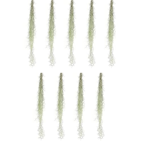 ragnaroc Tillandsia Usneoides ‘Thick-Colombian Spanish Moss’ - ragnaroc Indoor Tropical Plant 16” / 9 oz - Live Arrival Guaranteed - Live Air Plant & House Plants for Home Decor & Gift - size: 9 Oz