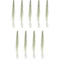 ragnaroc Tillandsia Usneoides ‘Thick-Colombian Spanish Moss’ - ragnaroc Indoor Tropical Plant 16” / 9 oz - Live Arrival Guaranteed - Live Air Plant & House Plants for Home Decor & Gift - size: 9 Oz