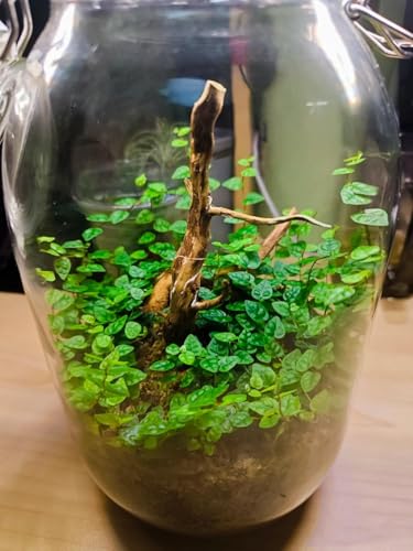 1Pc Natural Aquarium Driftwood Branches Wood Aquarium Trunk Driftwood Tree Fish Tank Log Decoration Plant Stump, Aquarium Decoration Wood Aquarium Thematic Ornaments Aquarium Accessories (8-10cm)