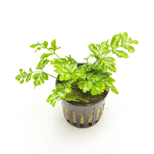 SubstrateSource Live Jungle Plants - Silver Lace Fern (Pteris ensiformis) - Bright Indirect Light, Variegated Green & White Accent, Terrarium or Paludarium, Freshwater Terrestrial Plant - Pot - color: Pteris Ensiformis, size: Pot