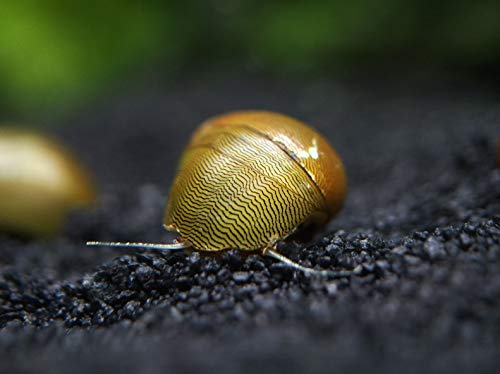 Aquatic Arts 10 Tiger Eye/Olive Nerite Snails | Mini Aquarium Snail | Betta Safe Glass Clearer | Nano Tank Accessories - size: 10-SNAILS