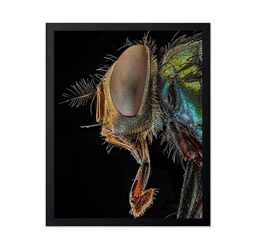 Monem Art Green Bottle Fly Print - Lucilia Sericata Poster - Animal Photography Wall Decor - Great Office, Living Room or Office Decor - 12x16 Unframed Wall Art by Andi Halil - color: Style-07, size: 12"L x 16"W