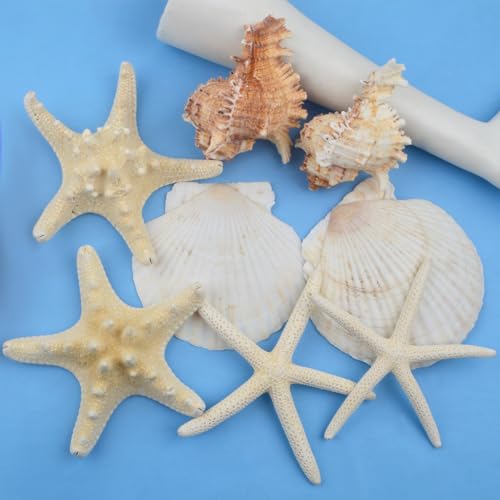 8PCS Large Starfish & Seashells for Crafts – Mixed Hawaiian Scallop Shells, Sea Conch & Starfish, Beach Theme Party Decor Fish Tank Ornaments Painting DIY Wedding Home Decor
