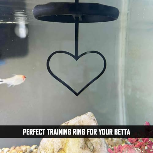 Floating Heart Betta Training Ring, Heart Active Betta Training Ring, Floating Feeder, Enrichment Toys for Aquarium Decor, Pink, 3.8in x 3.7in (Black, Pack of 2) - color: Black, size: Pack of 2