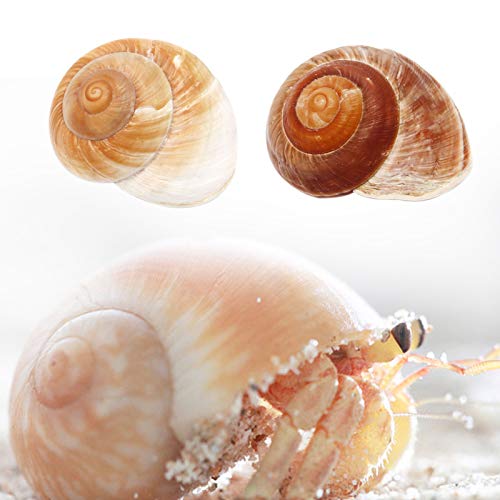 4 Pack Large Hermit Crab Shells, Muffin Snail, Turbo, Giant Land Snail | Hermit Crab House for Fish Tank Aquarium Decoration, Beach Home Decor, Wedding Centerpieces, 2.75"-3"