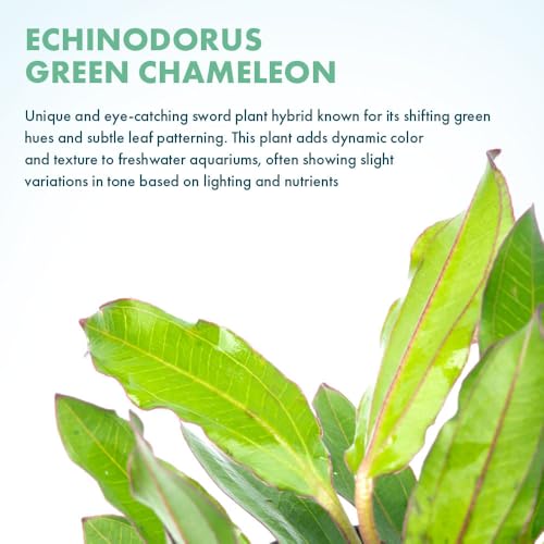 SubstrateSource Live Plants - Echinodorus ‘Green Chameleon’ (Echinodorus sp.) - Medium to High Light, Green Red Accent, Midground to Background Placement, Freshwater Aquatic Plant - Pot - color: Ech. Green Chameleon, size: 1 Pot