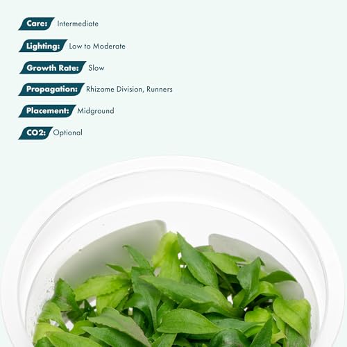 SubstrateSource Live Plants - Kirindoya Brown Crypt (Cryptocoryne thwaitesii 'Kirindoya') - Low to Moderate Light, Olive-Brown Accent, Midground Placement - Rosette Growth - Tissue Culture - 1 Pack - color: Cryptocoryne Thwaitesii Kirindoya Brown