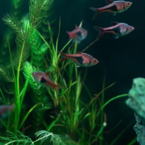 Fish Tank Decorations Artificial Plastic Plants Aquarium Decor Fish Tank Accessories Multi-Colored - color: Colorful