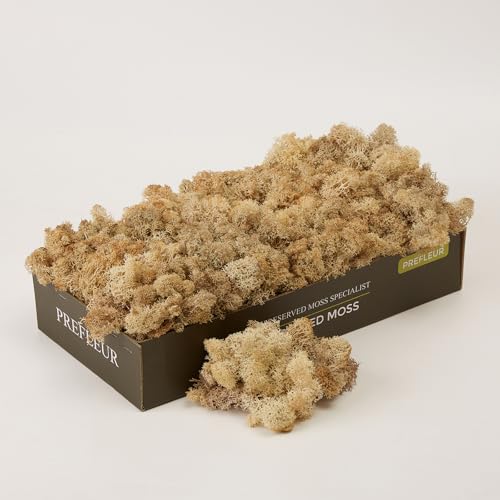 Preserved Reindeer Moss Natural Green DIY Kit Gardenning Art Wall Decor Florist Decor Easter Table Decor Wedding - color: White-01, size: 0.85 lb