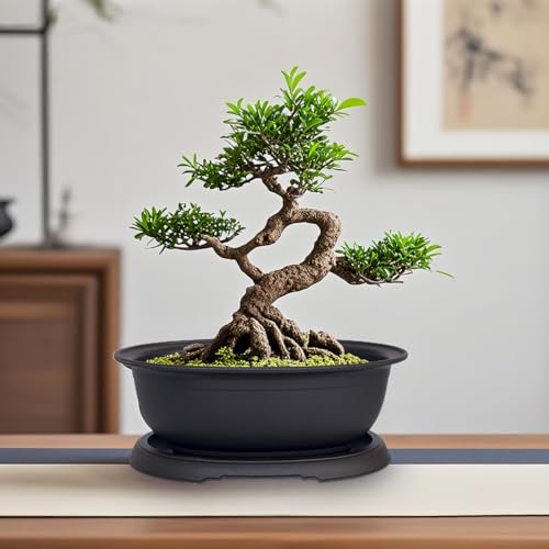 MUZHI 3 Pack Mixed Size Oval Bonsai Planter Pot with Drainage Tray, Matte Finish Ellipse Plastic Bonsai Succulent Growing Pot for Home Garden Plant Container 9.1” 7.2” 5.2” - size: 5.2" / 7.2" / 9.1" Mixed