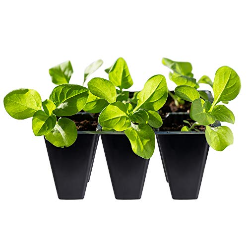 Gardzen 30 Pack 6-Cell Seed Starting Tray for Seedlings, Plant Starter Trays with Drainage Holes for Seed Germination, 5.4x3.7 inches, Black - color: Black, size: 30 Pcs