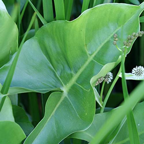 Chalily Arrow Arum, a Great Live Pond Plant for Your Water Garden. Filters The koi and Goldfish Pond. Good for Bogs, Plant Shelf or Shallow Water This marginal Aquatic is a Real Beauty - color: Arrow Arum