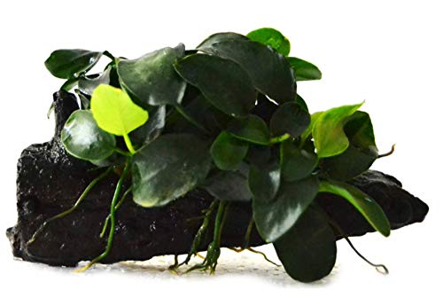 (1 Pack) Anubias Nana Petite on Nano Driftwood Freshwater Live Aquarium Plants Decorations by Mainam