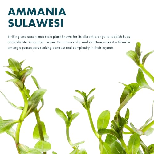 SubstrateSource Live Plants - Ammannia Sulawesi - Orange to Pink Stem Plant for High Light Freshwater Aquarium Aquascapes, Midground to Background, Orange, Pink, Green Accent - Lead Bunch - color: Ammannia Sulawesi, size: Lead Bunch - 1 Pack